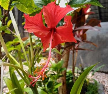 Batubulan House | Mondok Dini