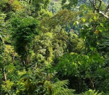 Bukit Lawang Cabin | On The Rocks Bungalows, Restaurant and Jungle Trekking Tours - From May to September only stay here if you are booking jungle treks with us - feel free to contact us about our Jungle Trekking services