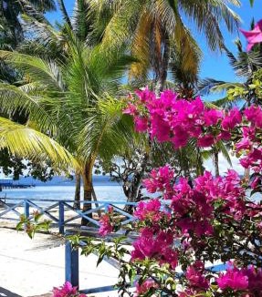 Mansuar Island House | Frances Homestay - Raja Ampat