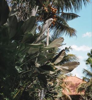 Dinoyo Hotel | Ubud Hotel & Cottages