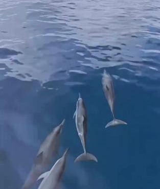The Pade Dive Resort